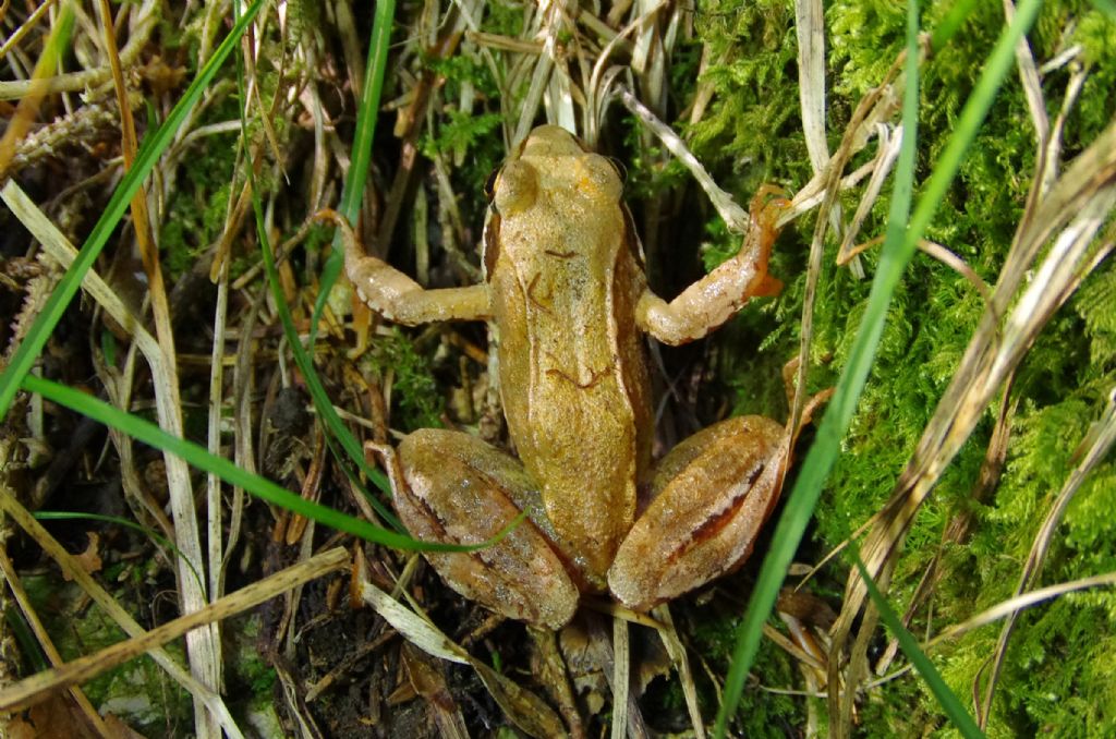Rana dalmatina o R. temporaria?